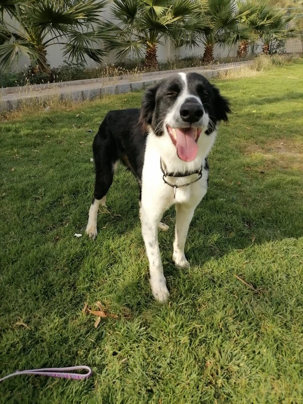 Oreo_1