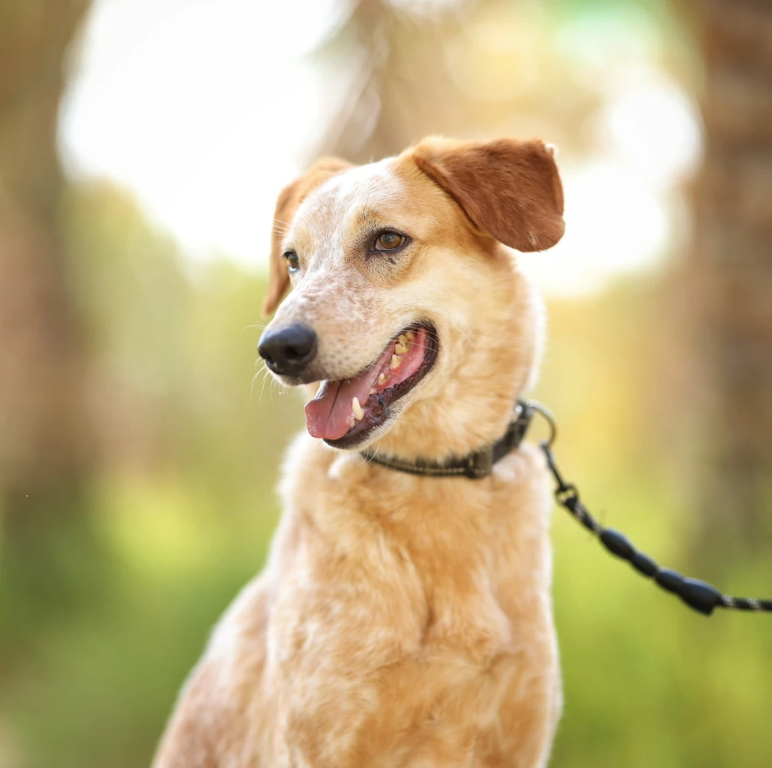 Oscar - Saluki Mix - 1