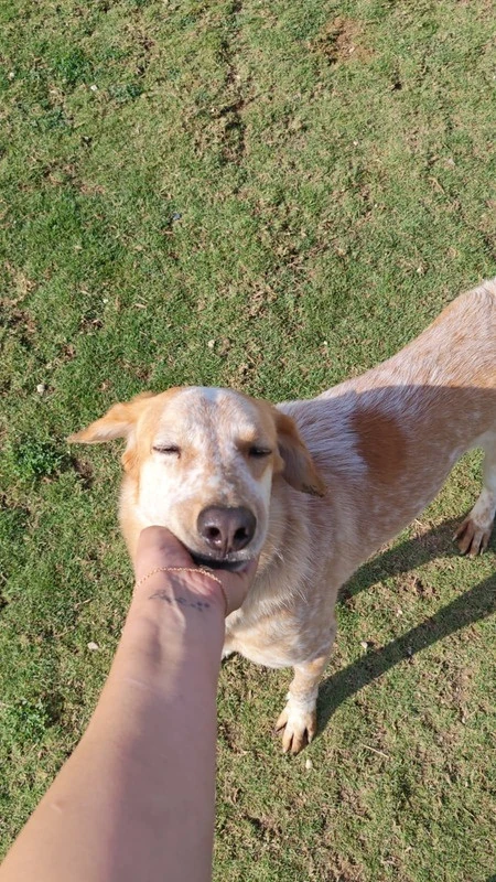 Oscar_1