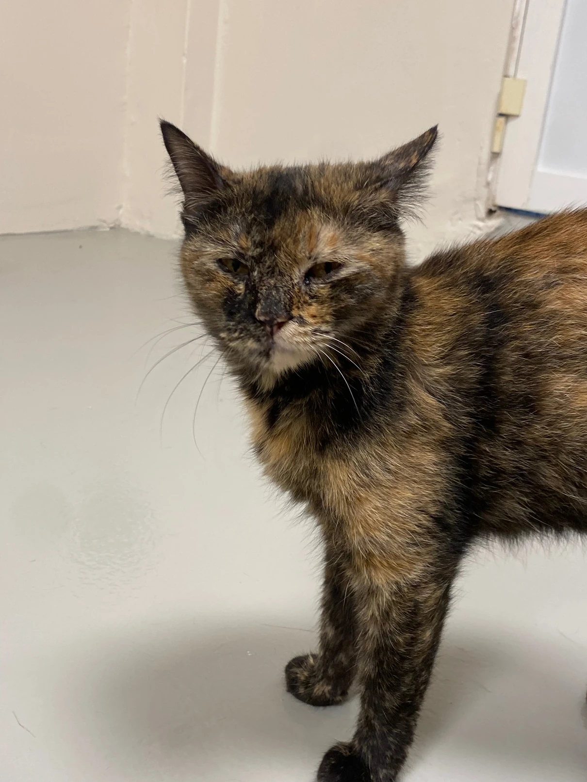 Panashi, a tortoiseshell cat, standing on a pale floor and looking at the camera