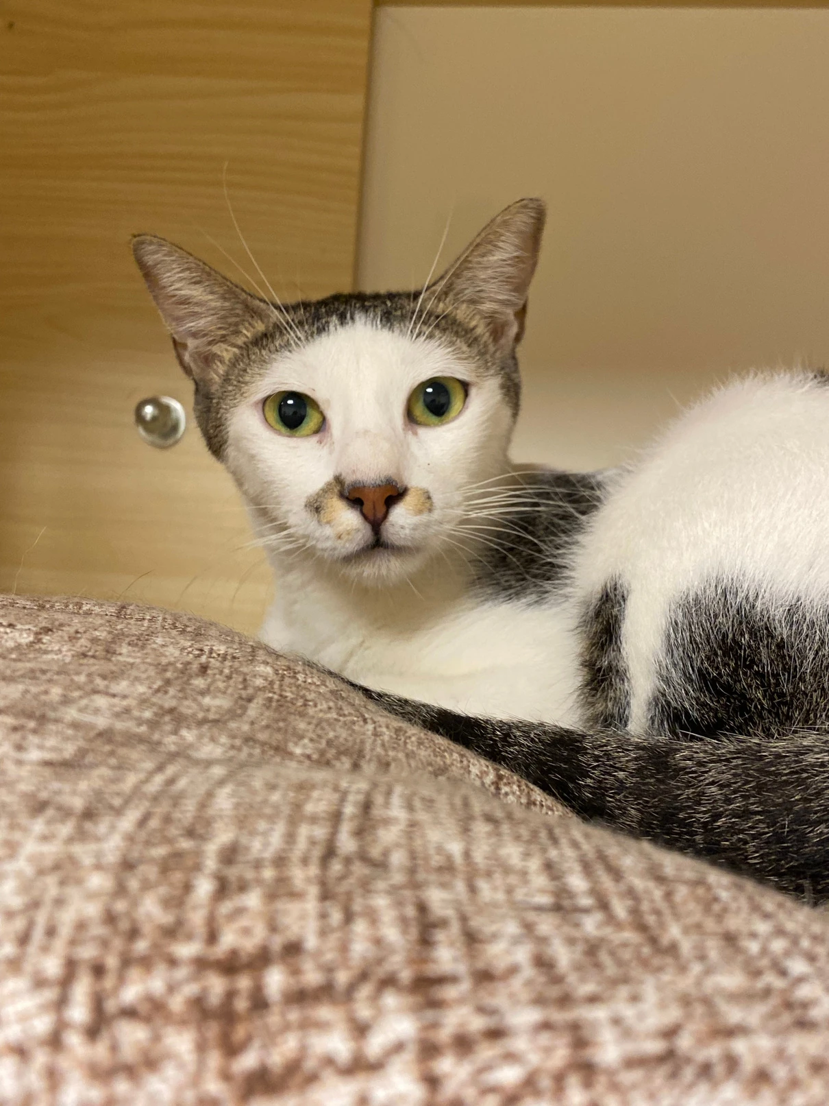 Peel, a small brown and white tabby cat with green eyes, resting in a beige cat bed