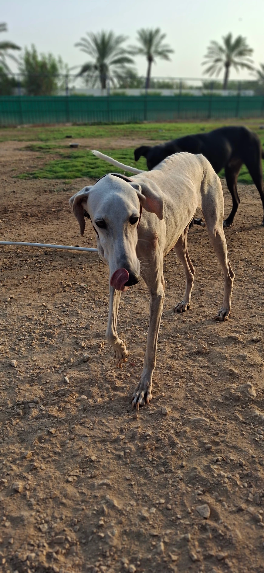 Rama - Saluki - 1