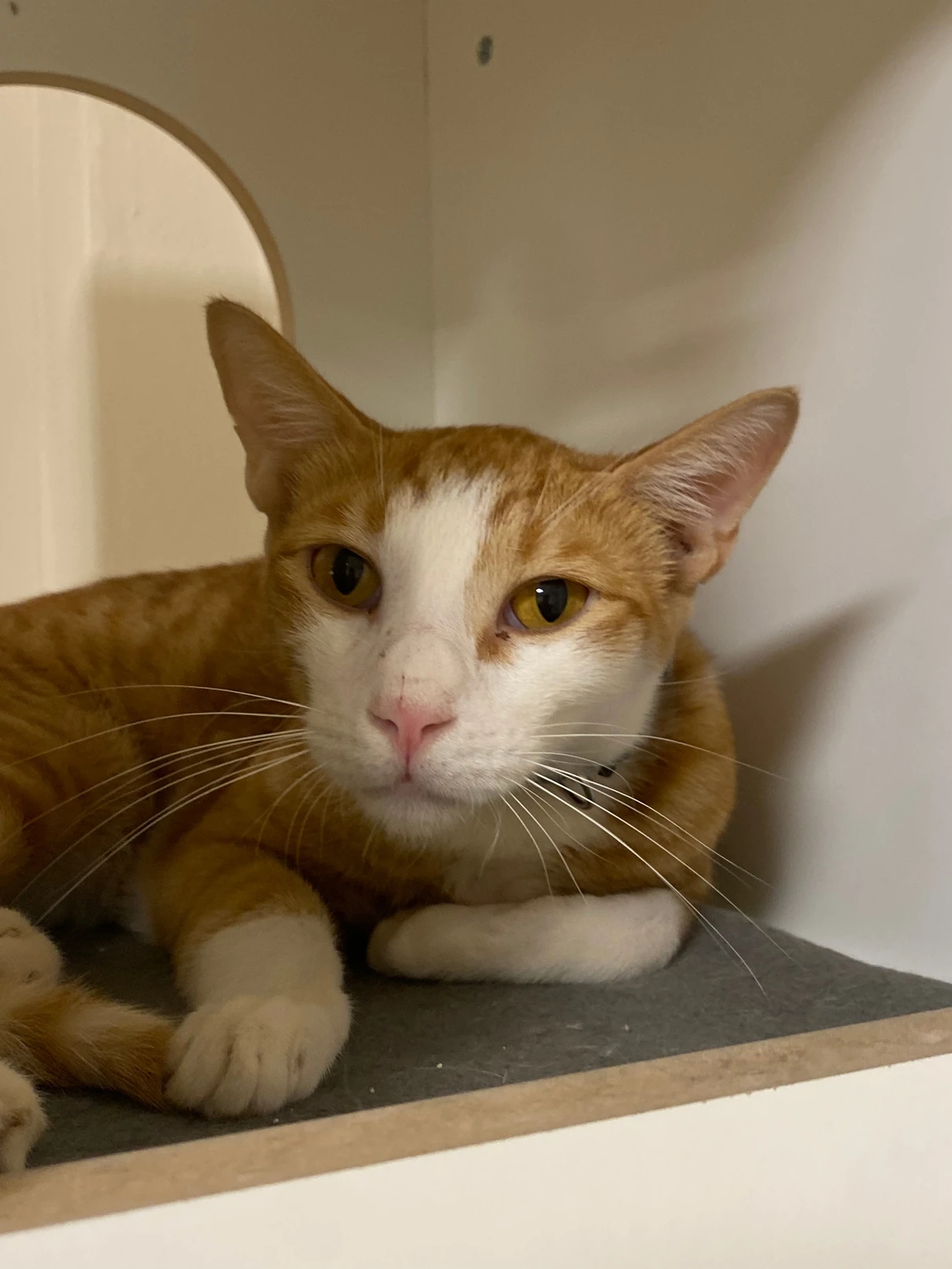 Ruru, a white and orange cat, lying on a grey mat inside a white cubby