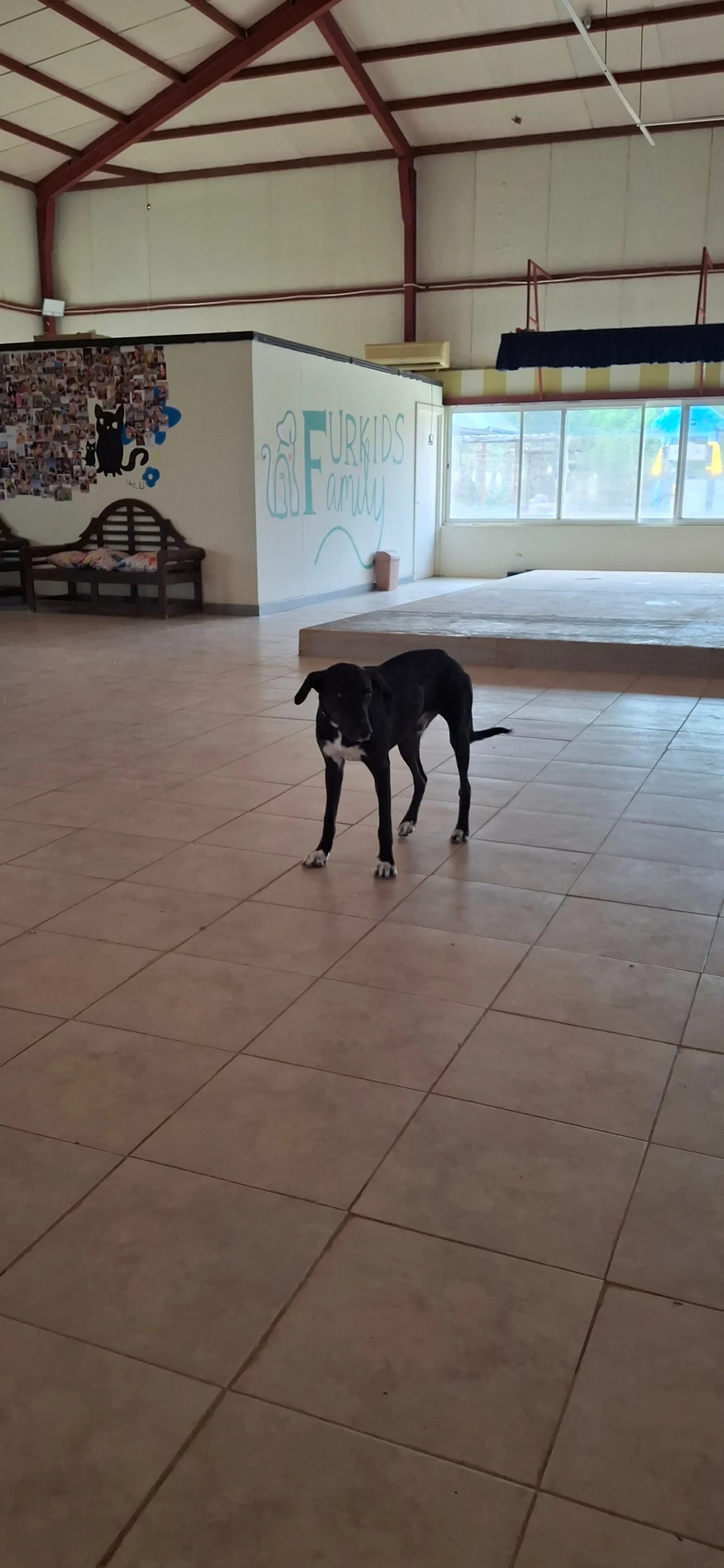 Silver - Mix Saluki - 2