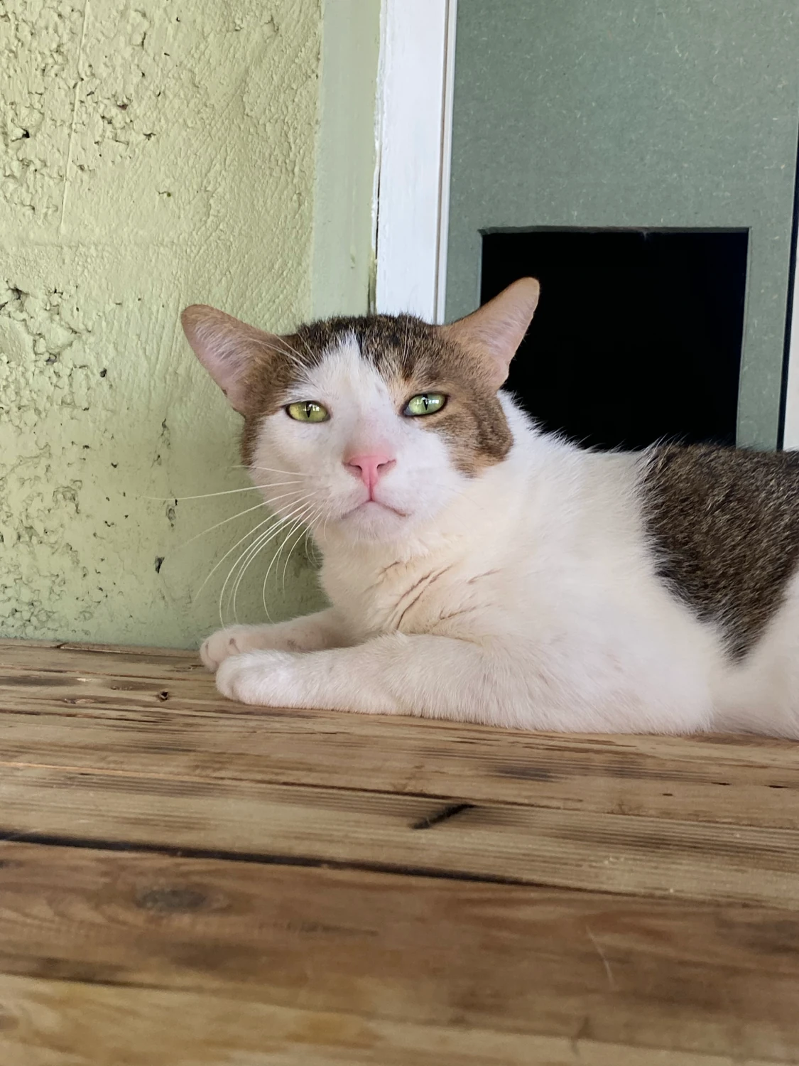Sky, a white and brown tabby cat with green eyes, lying on a wooden ledge