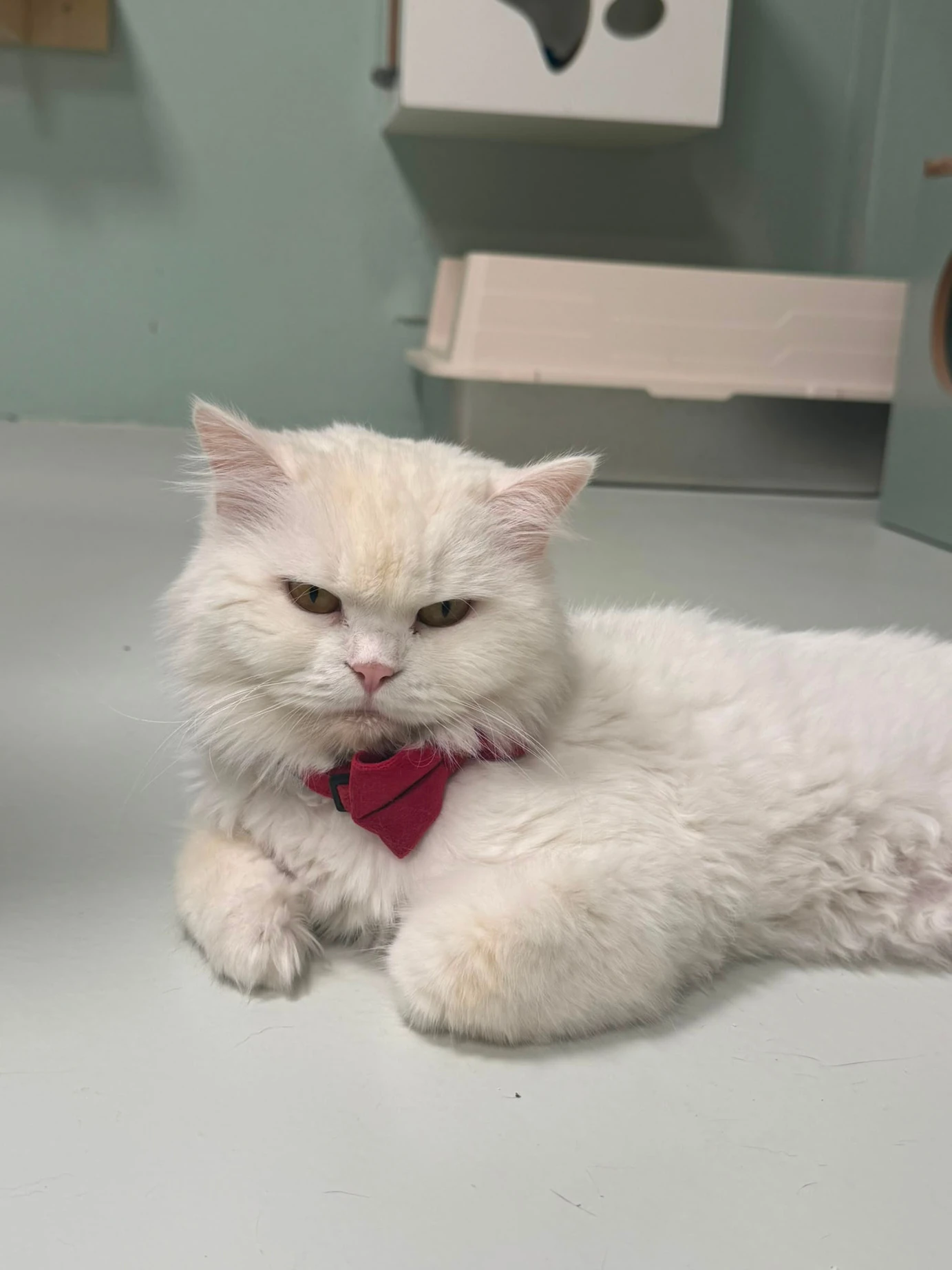 Snow White, a small white Persian cat wearing a red bow tie, lying on a pale floor