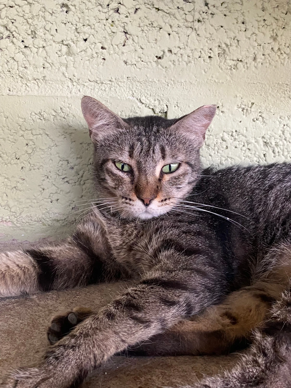 Sofi, a brown tabby cat with green eyes, lying against a textured cream wall