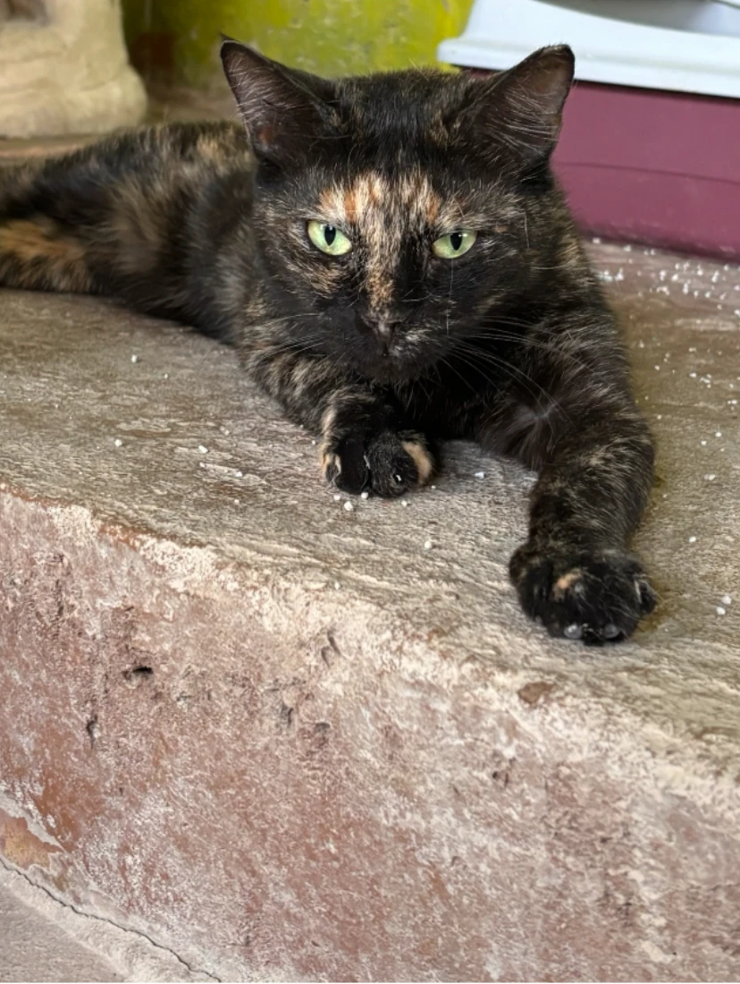 Sparkle, a tortoiseshell cat with green eyes, lying on a concrete ledge