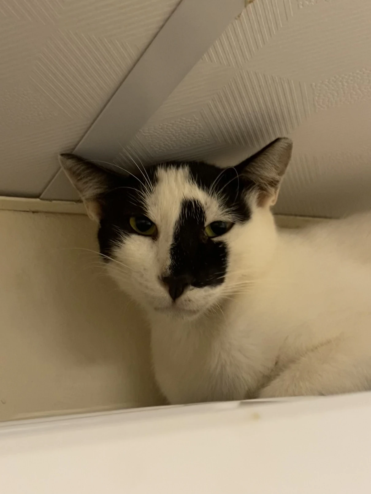 Spotty, a black and white cat with a black patch across the muzzle, resting in a white cubby