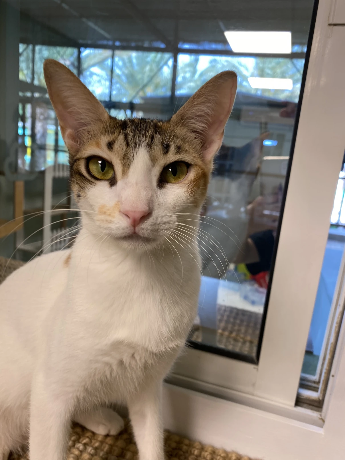 Stella, a small tricolour tabby and white cat, sitting in front of a bright glass door
