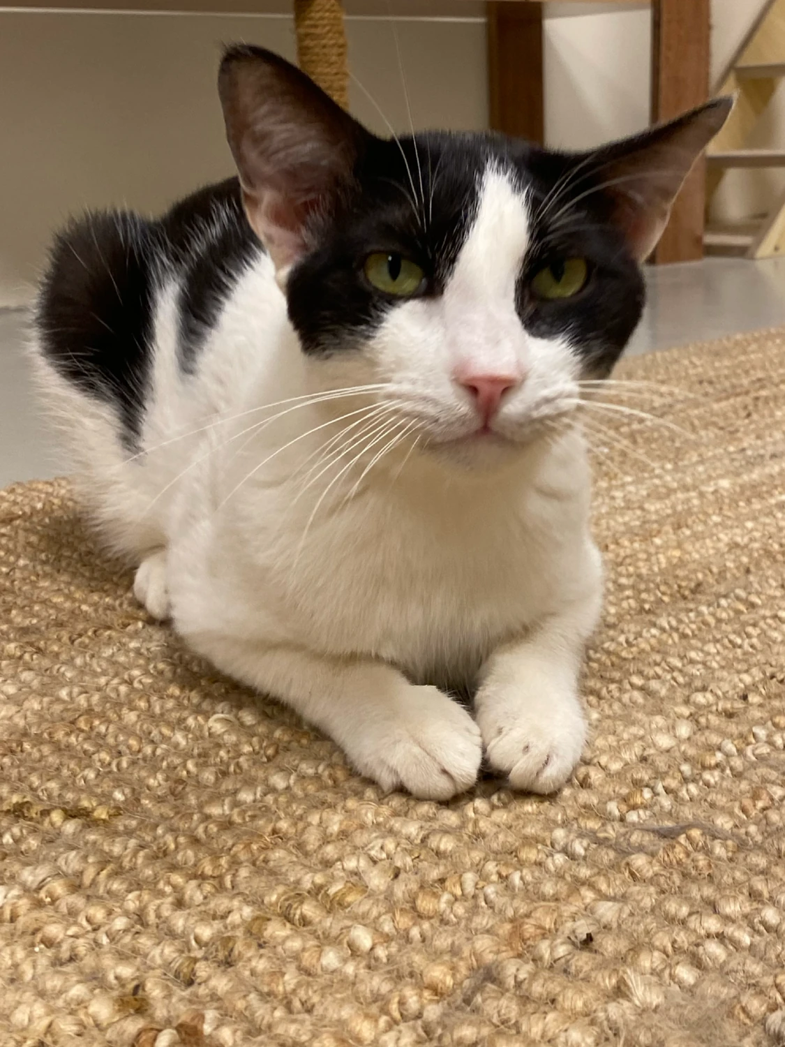Suzy, a large black and white cat, lying on a sisal mat with front paws stretched forward