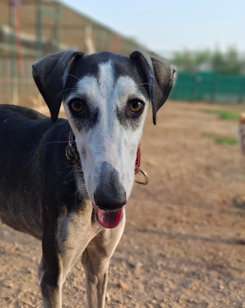 Tala - Saluki - 1