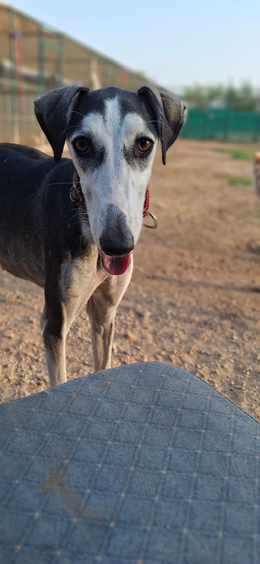 Tala - Saluki - 1