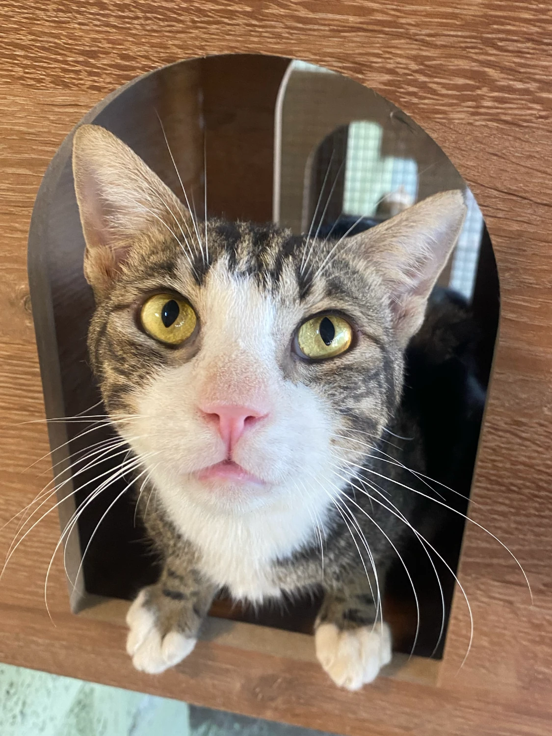 Tiger, a black and grey tabby cat with a white chin, looking up through an arched opening