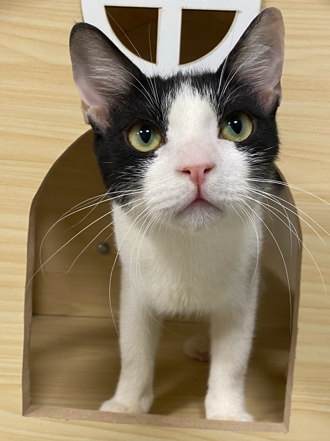 Tintin, a black and white cat with a white blaze and chest, standing inside a wooden box