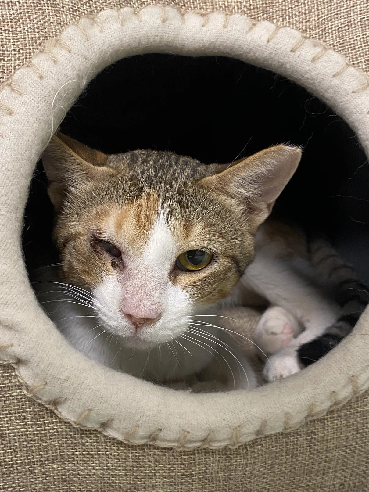 Trixie, a tricolour tabby and white cat with one eye, resting inside the round opening of a cat bed