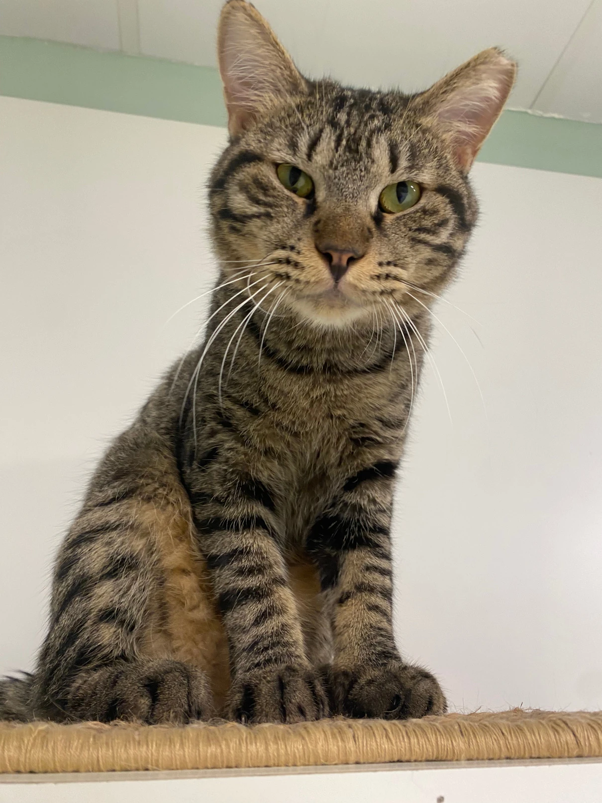 Willow, a large brown tabby cat, sitting upright on a sisal-topped shelf