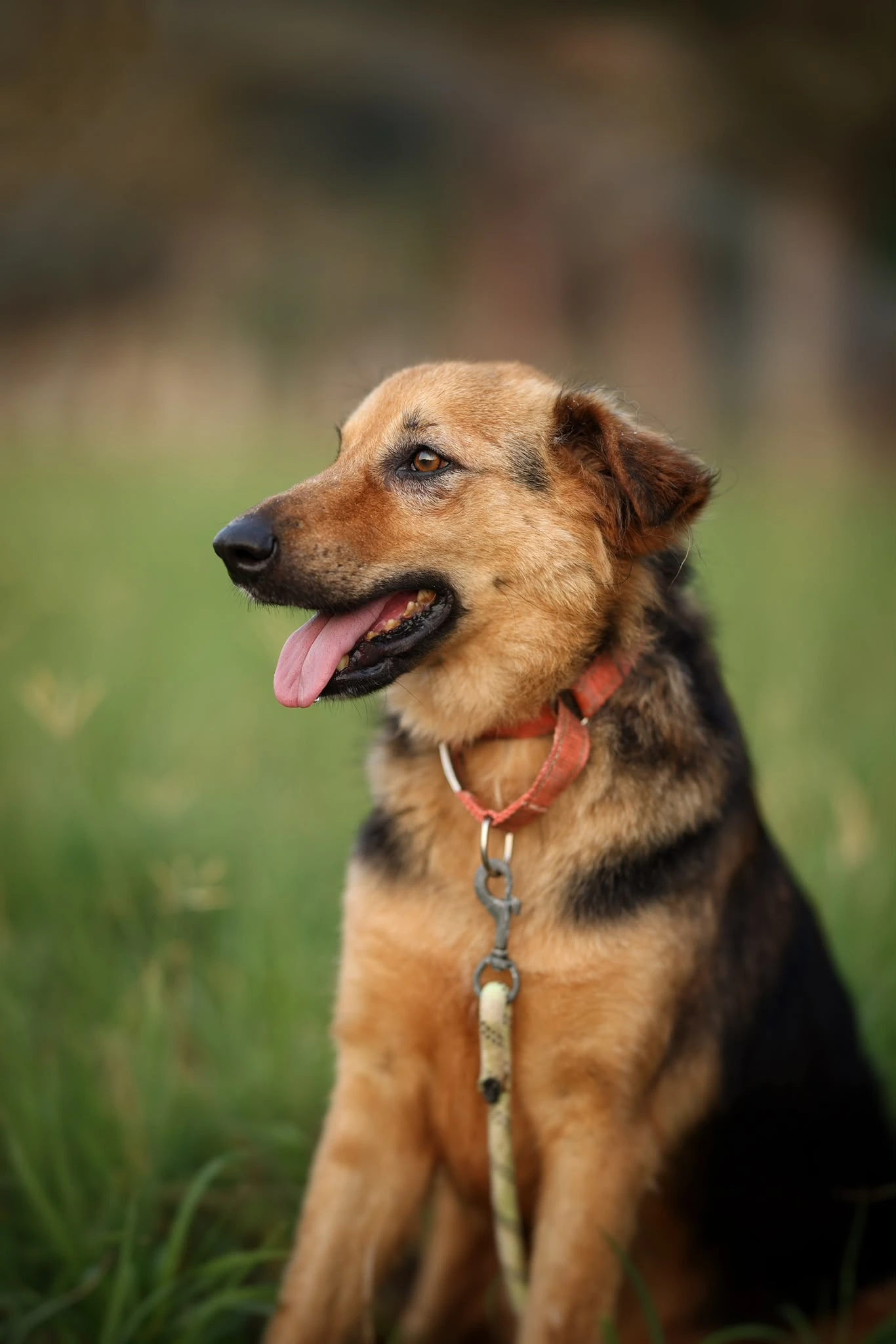 denzo - german shepherd - 1