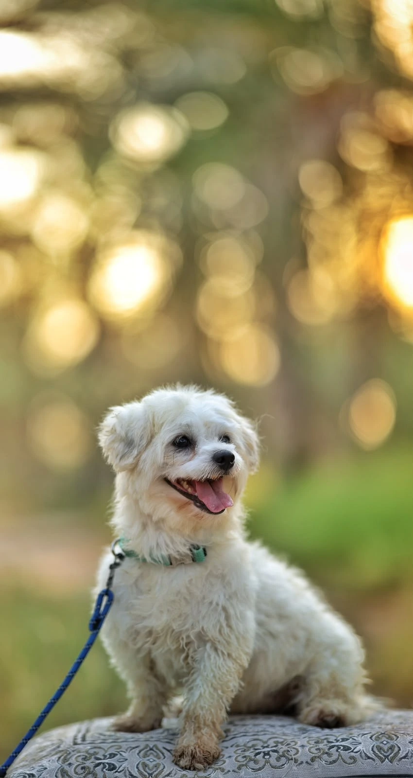 pebbles-1