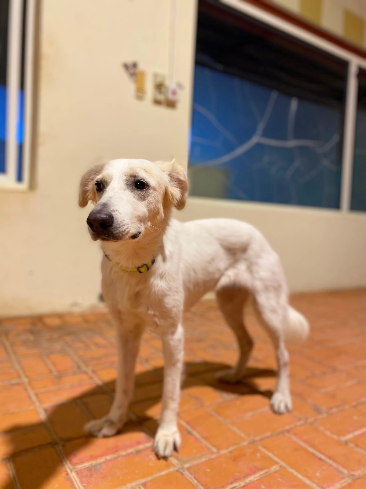 roxy-2