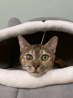 Balqees, a brown tabby cat, resting in a grey hooded bed with chin on the rim