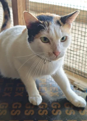 Betty, a white calico cat with black and ginger markings on the head, standing on a mat by a mesh window