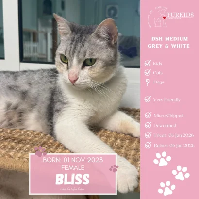 Adoption profile for Bliss, a medium-haired grey and white cat born 1 November 2023, shown lying on a mat beside a pink Furkids by Nagham information panel