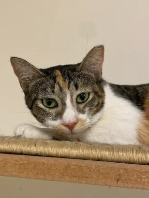 Daisy, a tabby and white cat with green eyes, lying on a sisal-topped shelf and facing the camera