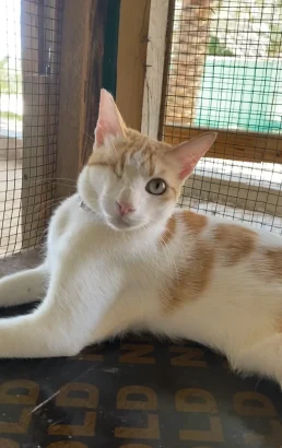 Denver, a ginger and white cat, lying on a mat beside a mesh window