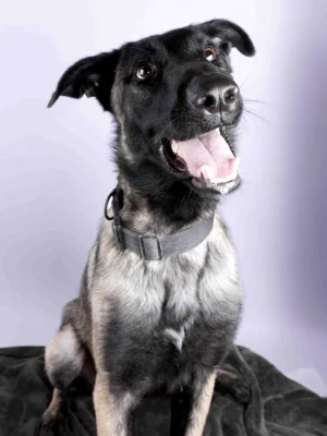 Dogs Portfolio – Belgian Malinois Dogs Portfolio - Belgian Malinois