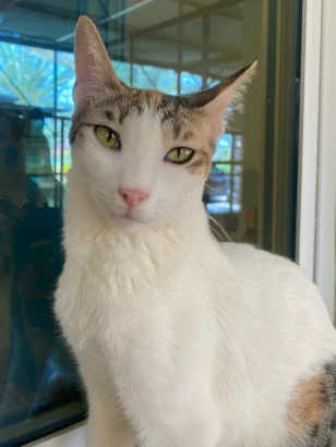Donna, a tabby and white cat with green eyes, sitting beside a bright window
