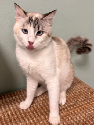 Fendi, a white and grey Ragdoll cat with blue eyes, sitting upright on a sisal mat and miaowing