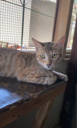 Fiona, a brown tabby cat with green eyes, lying on a wooden ledge beside a mesh window