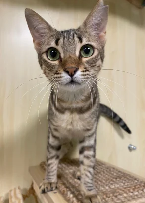 Freya, a young brown tabby cat with large green eyes, standing on a wooden platform