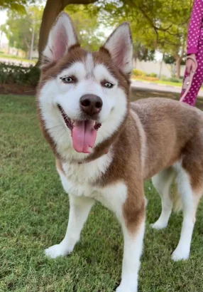 Furkids by Nagham - Kai