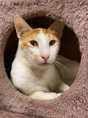 Henry, a ginger and white cat, curled up inside a round pink fleece cat cave