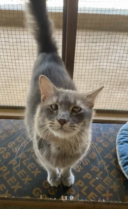 Honey, a fluffy long-haired grey cat, standing on a mat by a mesh window and looking up at the camera