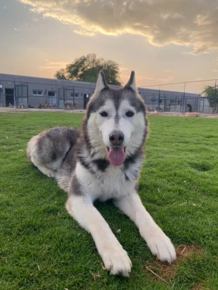 Huskies - Bianca