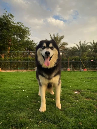 Huskies - Titan