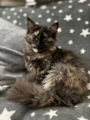 Inky, a long-haired tortoiseshell cat, lying on a grey star-patterned blanket