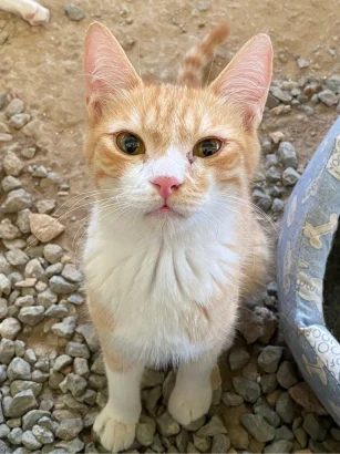 Jack the ginger and white tabby cat sitting on gravel outdoors and looking up at the camera
