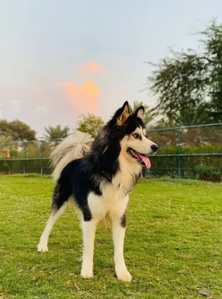 Furkids - Joe - Huskies