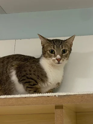 Julia, a brown tabby and white cat, lying on a cream shelf against a pale green wall