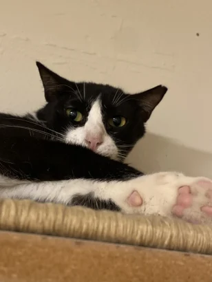 Kira, a black and white tuxedo cat with a white blaze, resting on a sisal-topped cat tree