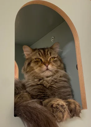 Leo, a long-haired brown tabby Persian mix, lying inside an arched wooden alcove with paws over the edge