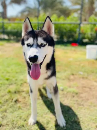 Furkids - Luxy - Huskies