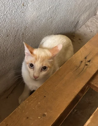 Marko, a pale white and cream cat, crouching behind a wooden beam