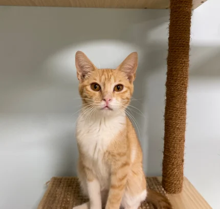 Milly, a small orange and white tabby kitten, sitting on a sisal shelf beside a scratching post
