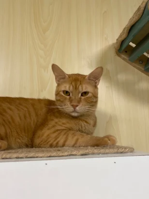 Minouch, an orange tabby cat, lying on a sisal mat inside a wooden cubby