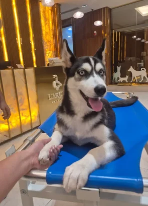 Furkids by Nagham - Mojo huski adopt foster sponsor